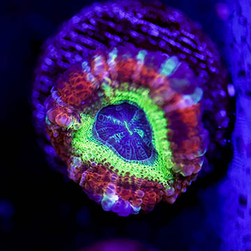 Mini Scolymia Coral