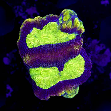 USA Cultured Goniastrea Coral