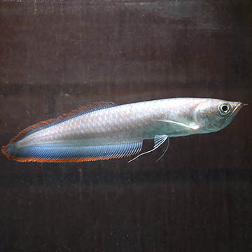 Black Arowana