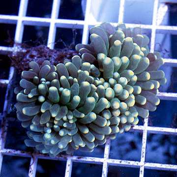 Torch Coral