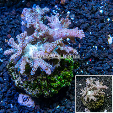 Sinularia Leather Coral Indonesia