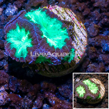 LiveAquaria® Cultured Blastomussa Coral