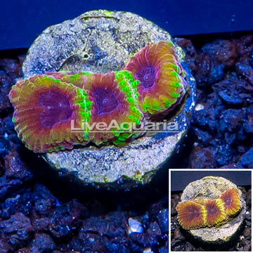 LiveAquaria® Cultured Wolverine Favia Coral