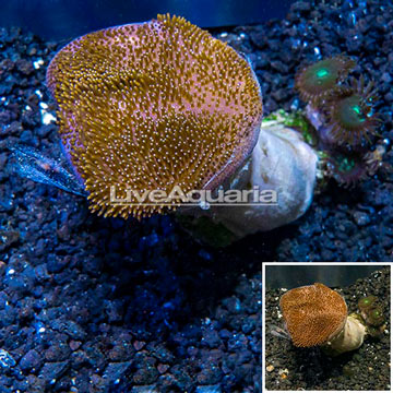 Toadstool Leather Coral Vietnam