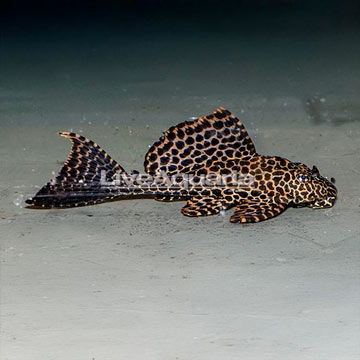 Spotted Pleco