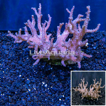 Sinularia Leather Coral Indonesia