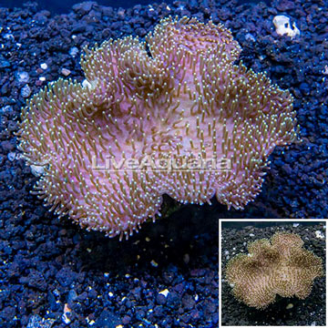 Toadstool Mushroom Leather Coral Indonesia