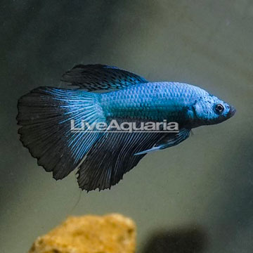 Dragon Scale Betta, Male 