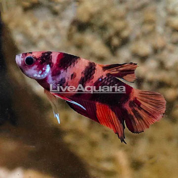 Koi Halfmoon Placket Betta, Male 