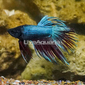 Delta Tail Betta, Male