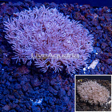 LiveAquaria® Cultured Xenia Coral