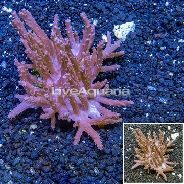 Tree Coral Indonesia