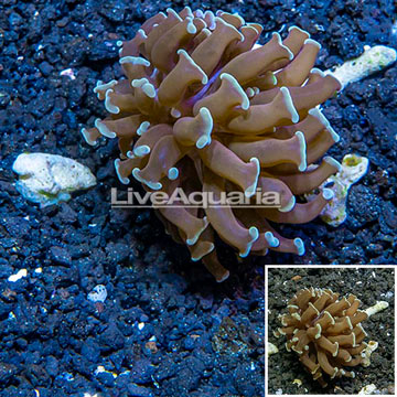 LiveAquaria® Cultured Hammer Coral