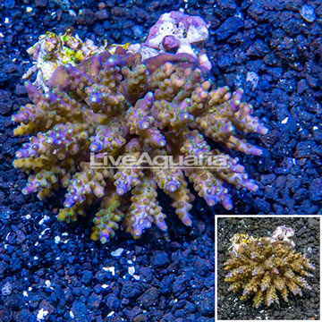 Acropora Coral Indonesia