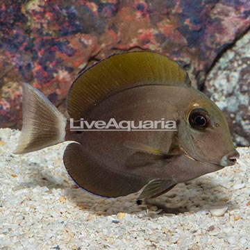 Epaulette Surgeonfish