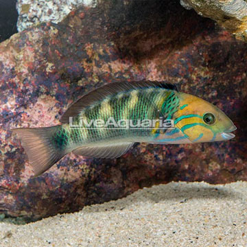 Goldbar Wrasse 