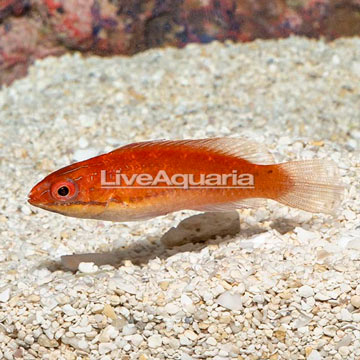 Longfin Fairy Wrasse