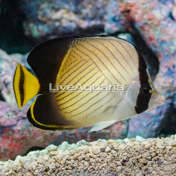 Vagabond Butterflyfish