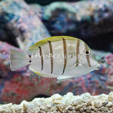 Convict Tang