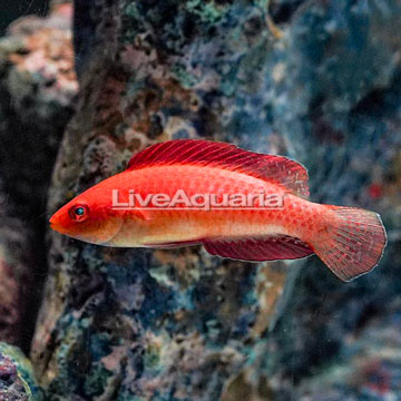 Red Fin Fairy Wrasse 