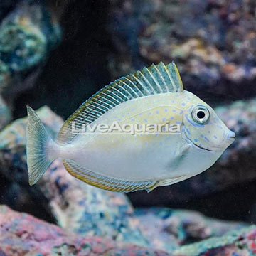 Unicorn Tang