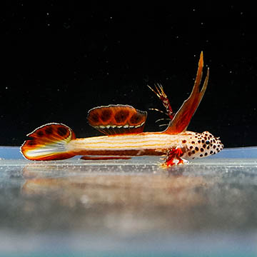 Flaming Prawn Goby, 1
