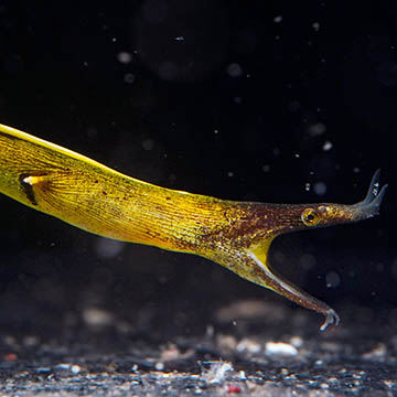 Black Ribbon Eel 36 EXPERT ONLY