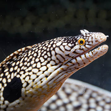 West African Dragon Moray Eel, 21