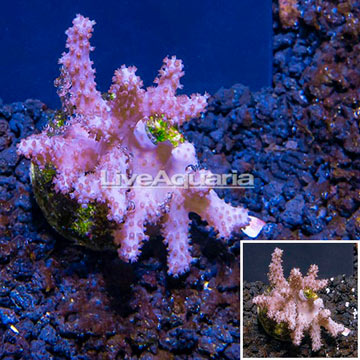 LiveAquaria® Cultured Sinularia Leather Coral 