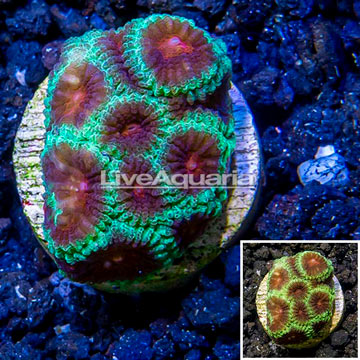 LiveAquaria® Cultured Favia Coral