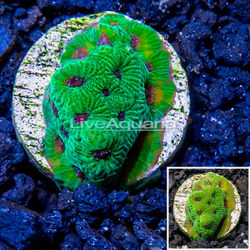 LiveAquaria® Cultured Favia Brain Coral 