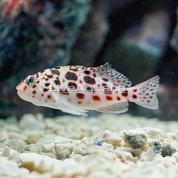 Spotted Pixie Hawkfish