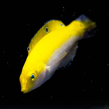 Yellow and Purple Wrasse, 2.25