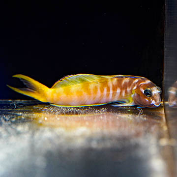 Midas Blenny, 3
