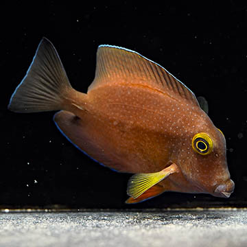Squaretail Bristletooth Tang, 3.75 