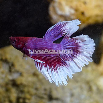 Halfmoon Betta, Male 