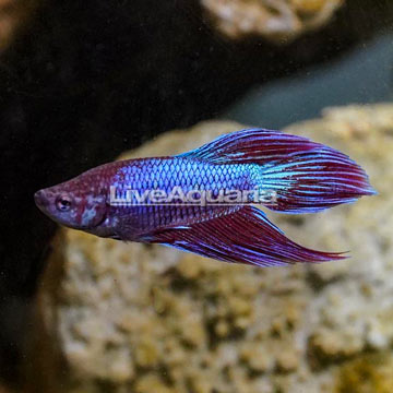 Veiltail Betta, Male 