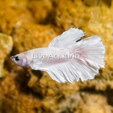 White Opal Betta