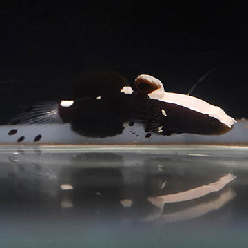 White Cap Goby, 1.25