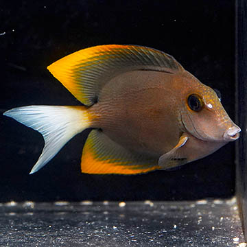 Bristletooth Tomini Tang, 3.25