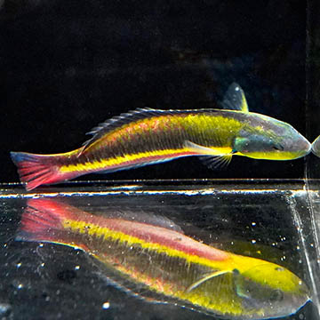 Paddlefin Wrasse, 4.5