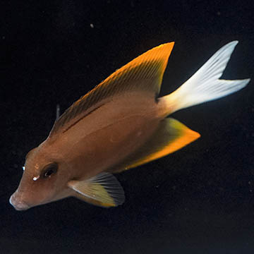 Bristletooth Tomini Tang, 3.5