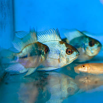 Electric Blue Ram Cichlid (Group of 3) EXPERT ONLY