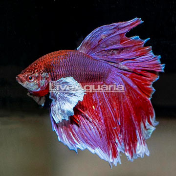 Halfmoon Dumbo Ear Betta, Male 