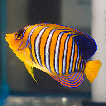 Regal Angelfish, 5.25 EXPERT ONLY
