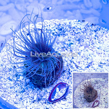 Tube Anemone