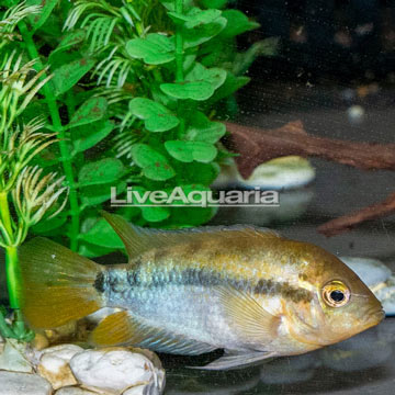 Black Stripe Dwarf Cichlid