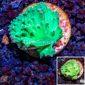 LiveAquaria® Cultured Cabbage Leather Coral