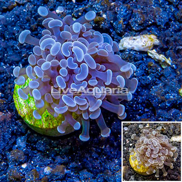 LiveAquaria® Cultured Hammer Coral