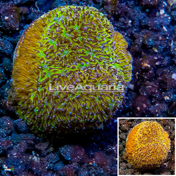 LiveAquaria® Cultured Leptoseris Coral